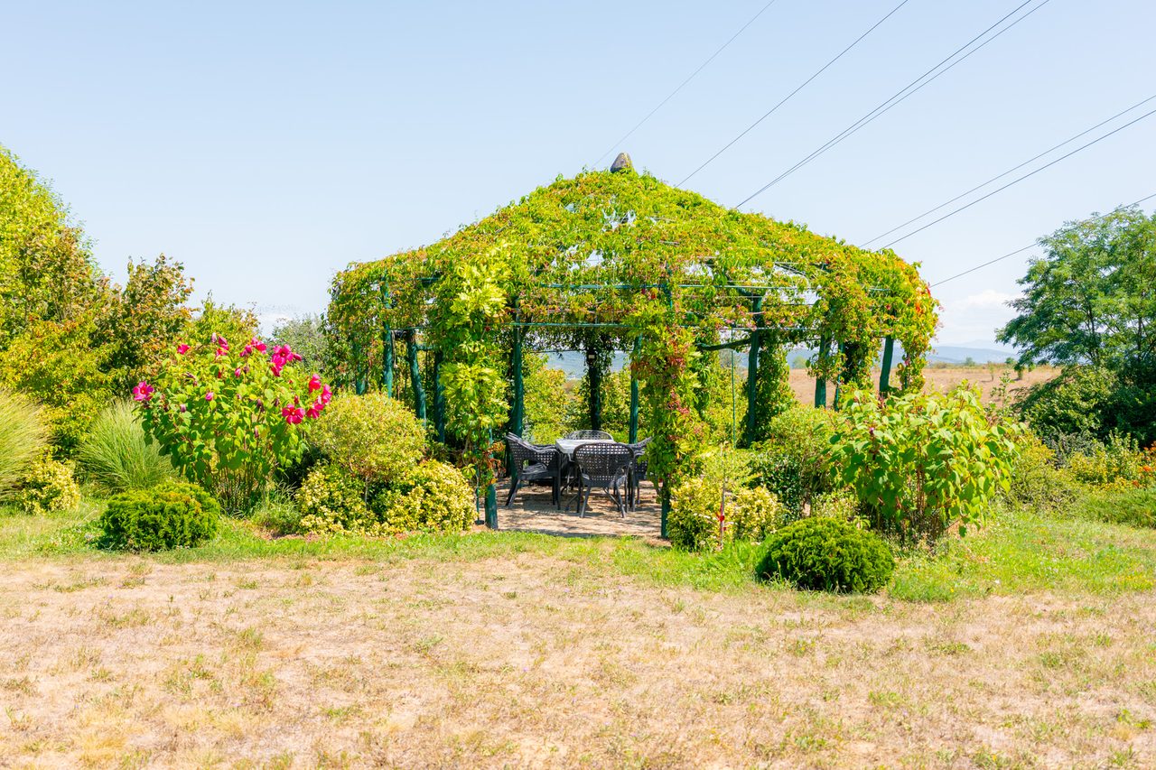 Pergola acoperită de viță